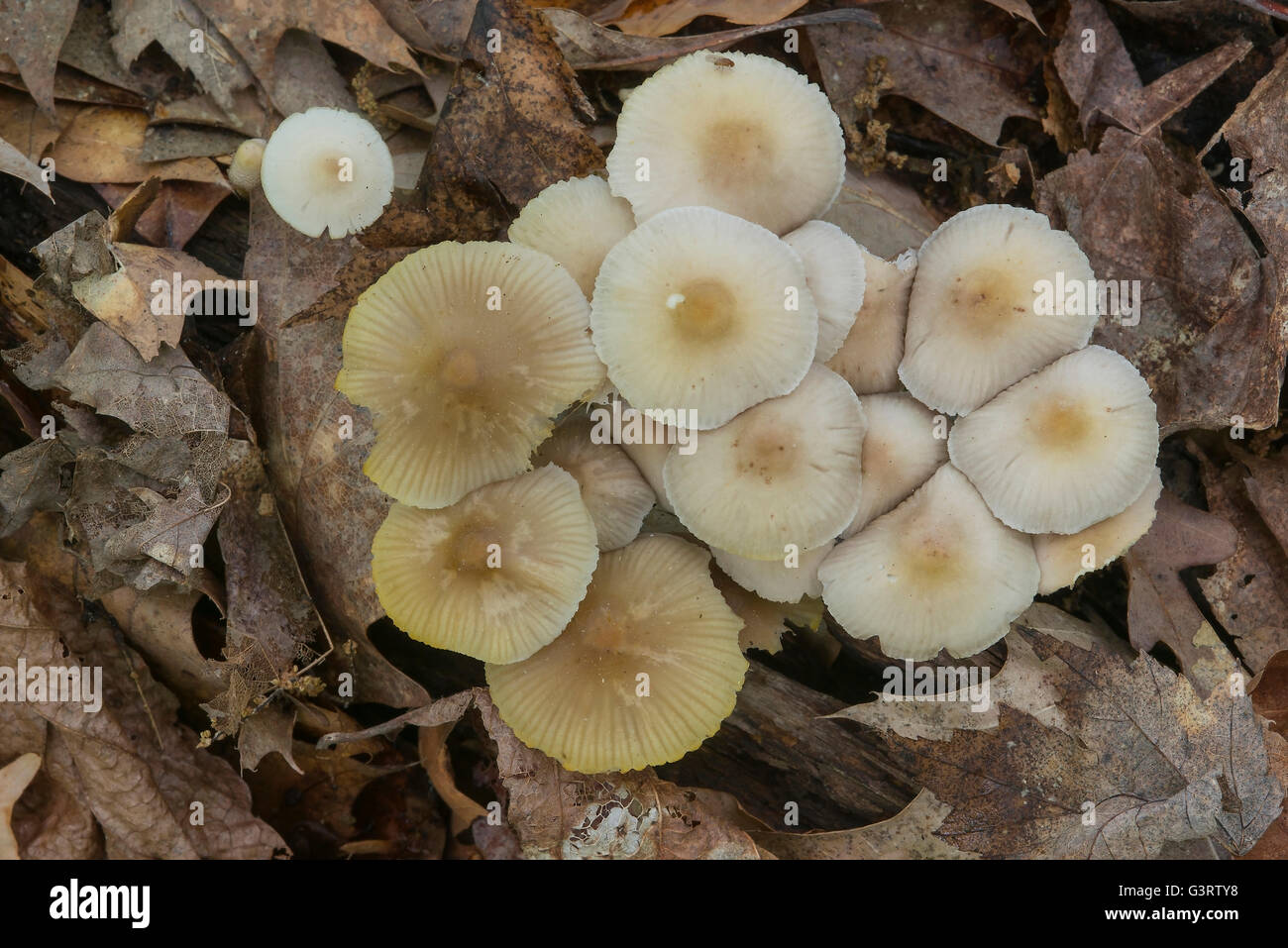 Clitocybe Irina Mushrooms, late Spring, Michigan USA Stock Photo