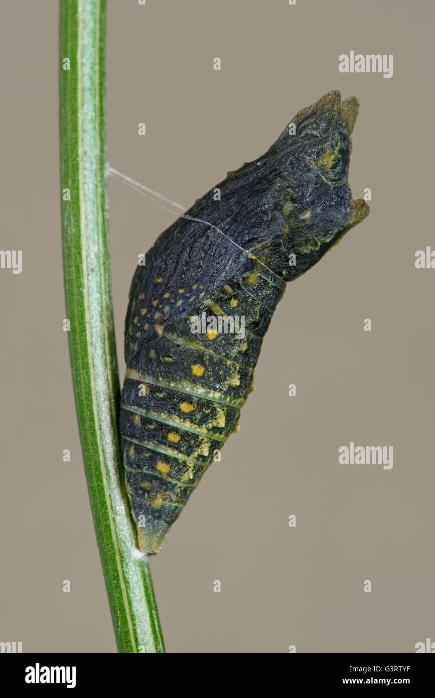Late Pupa stage of E Black Swallowtail Butterfly (Papilio polyxenes) Eastern North America Stock Photo