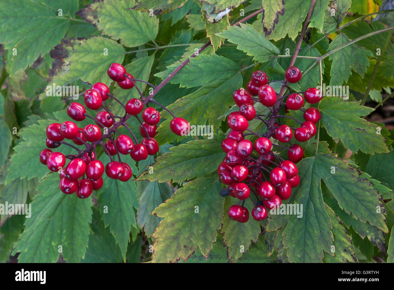 Red Baneberry Actaea rubra, also known as Doll's Eyes, and Chinaberry, ripened seeds, Eastern USA Stock Photo