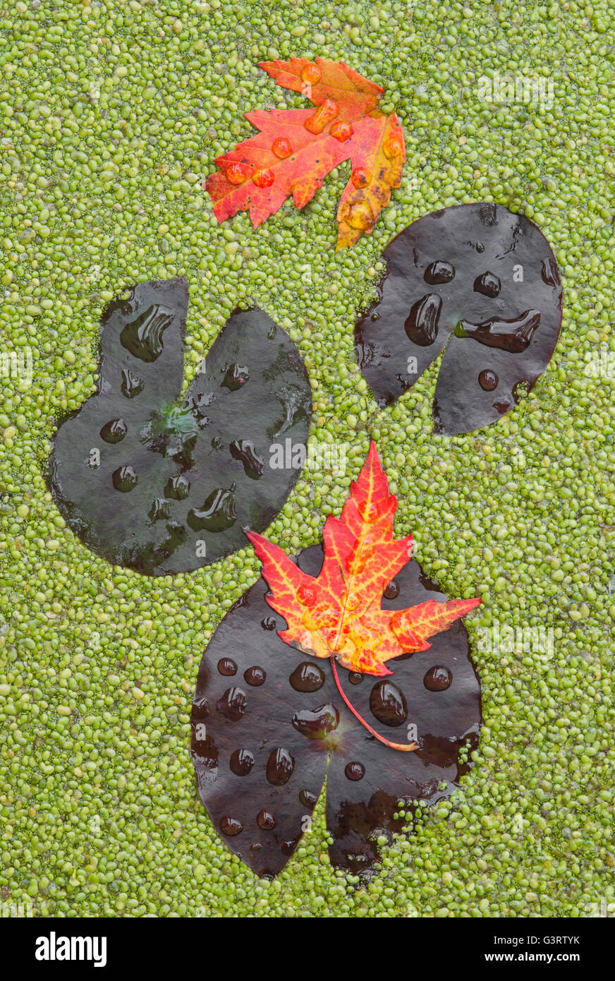 Water Lilys (Nymphaea odorata), Silver Maple Leaves (Acer saccharinum) and Duckweed (Lemna) on pond   E USA Stock Photo