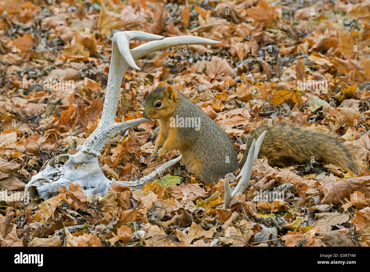 Eastern Fox Squirrel (Sciurus niger) on forest floor, smelling White
