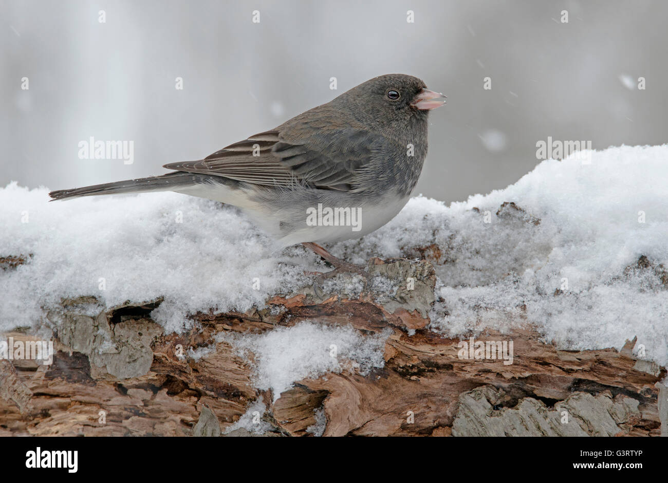 Slate-Colored or Dark-eyed Junco hyemalis, snowing, winter, Eastern USA Stock Photo