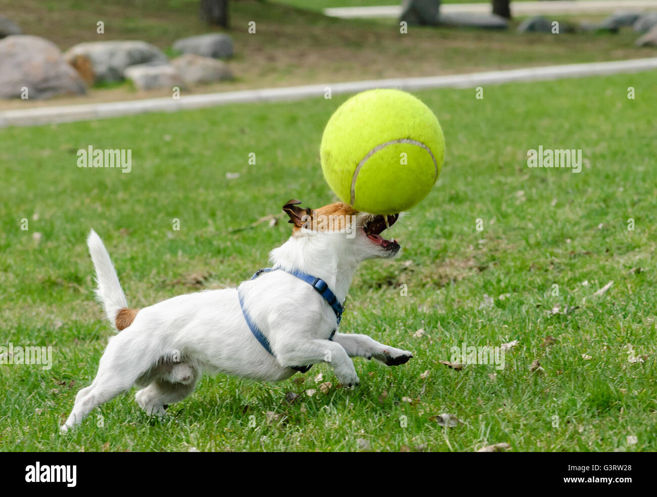 Terrier dog playing with large toy tennis ball Stock Photo - Alamy