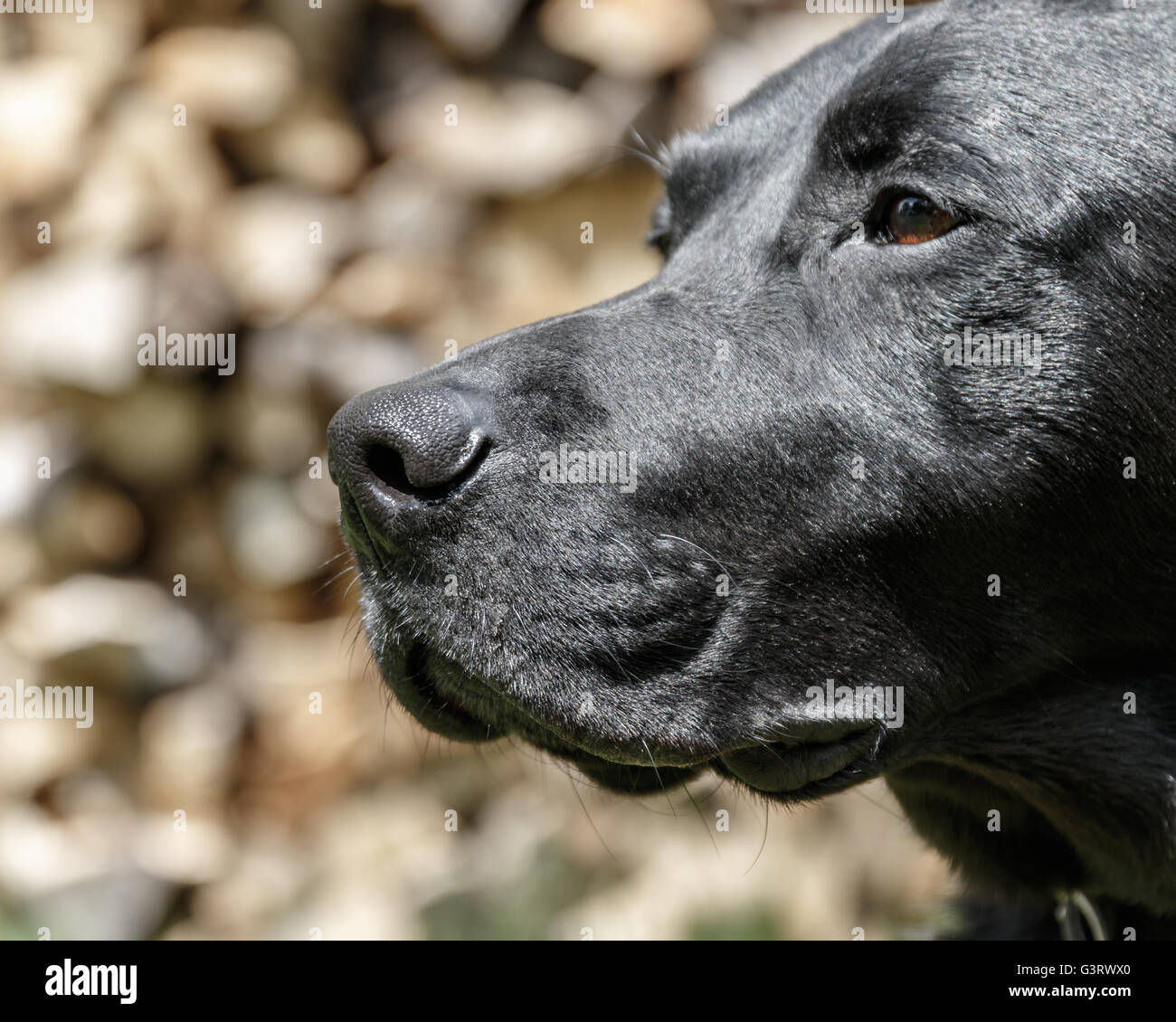 The head of a black Labrador Retriever Stock Photo - Alamy