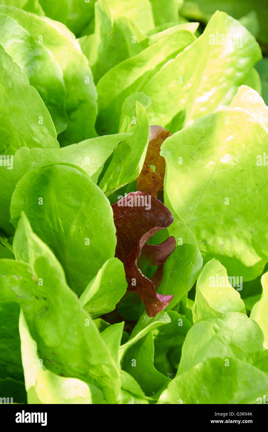 Fresh green lettuce salad leaves closeup in warm sunlight Stock Photo