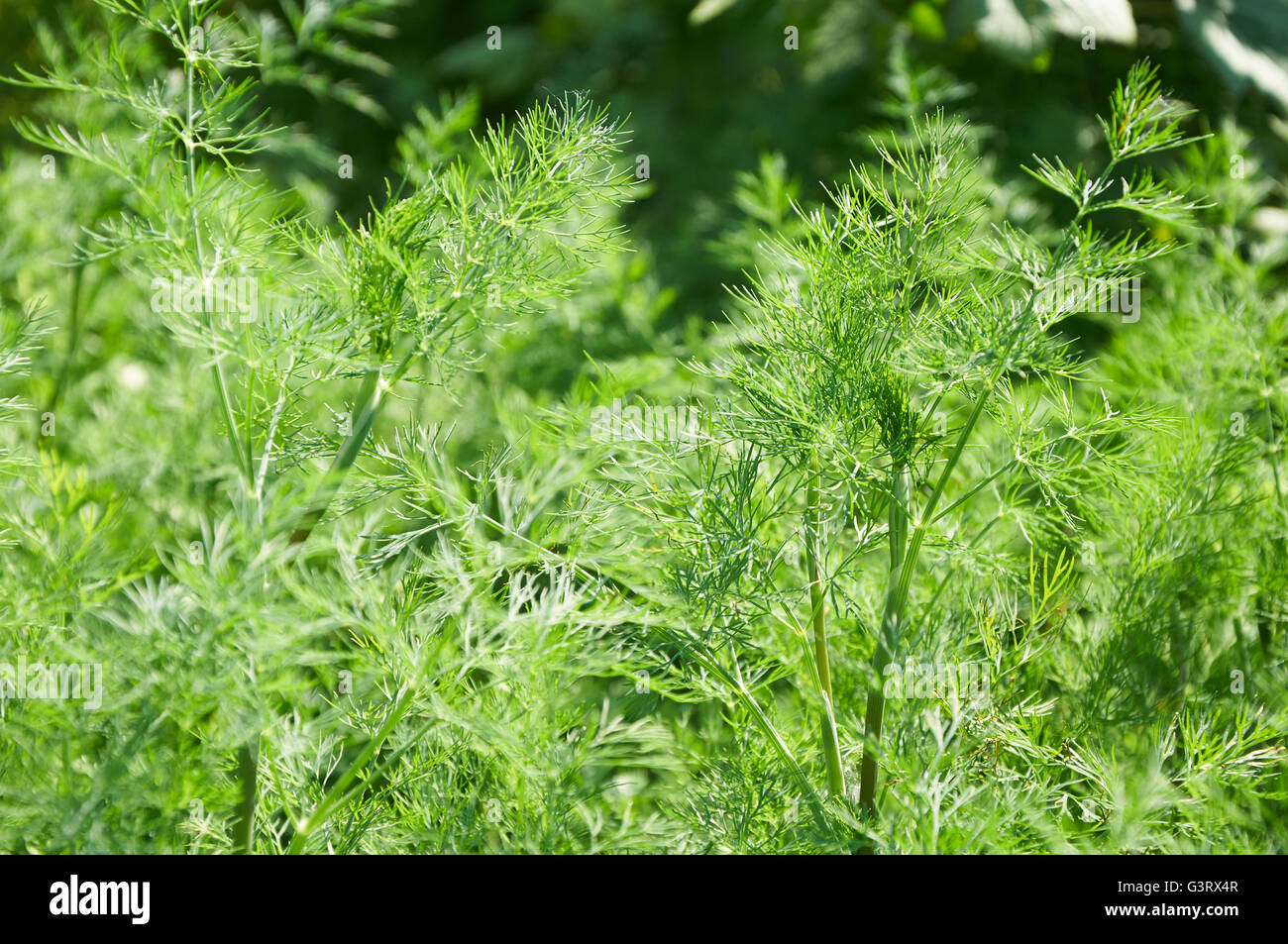 grin stems of dill on vegetable garden Stock Photo Alamy