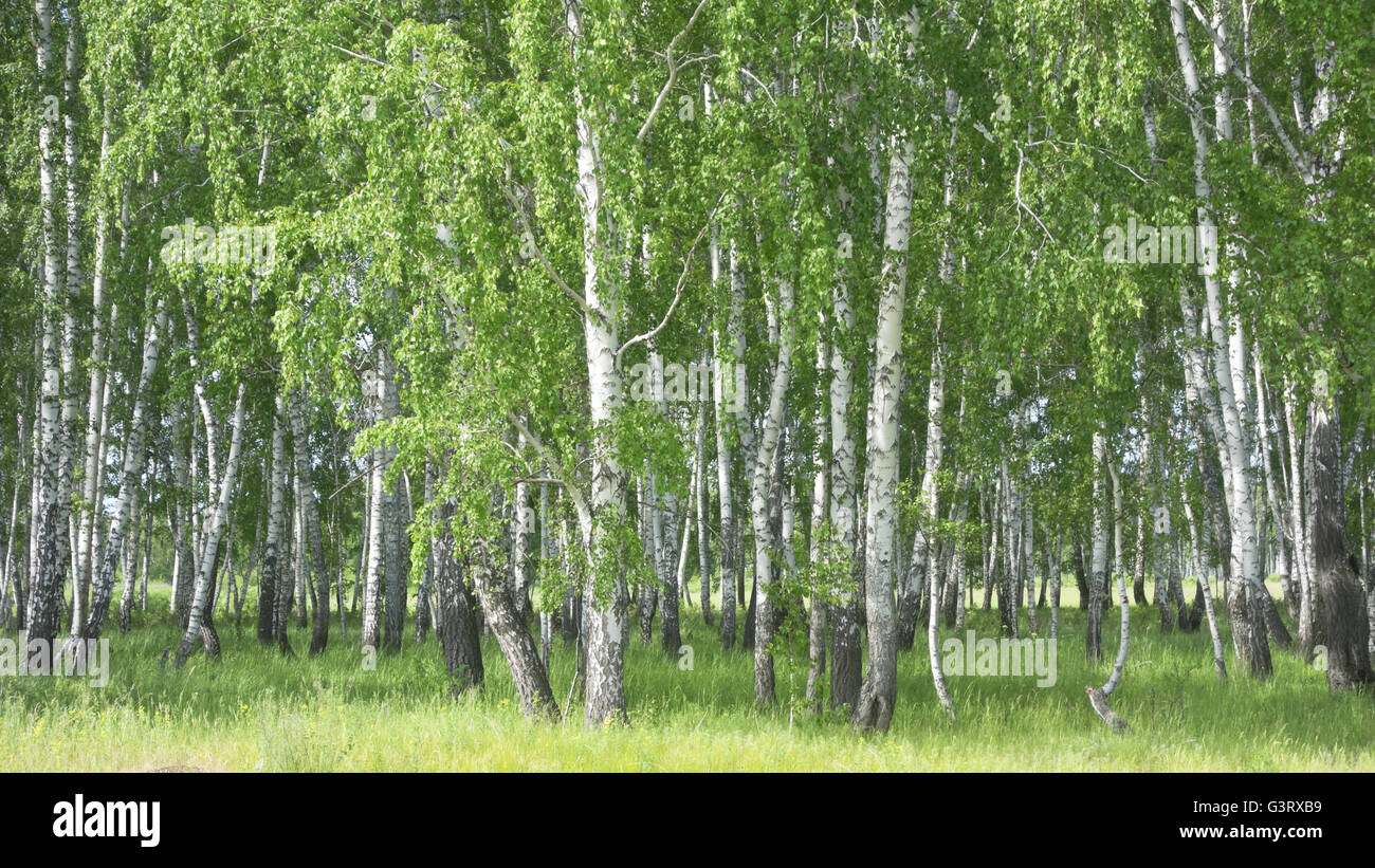 summer birch forest Stock Photo - Alamy