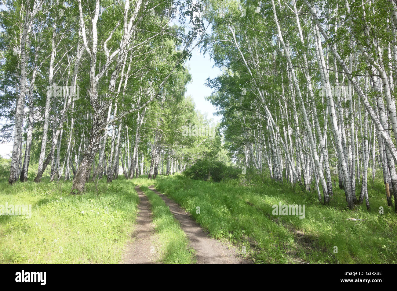 road in summer birch forest Stock Photo - Alamy