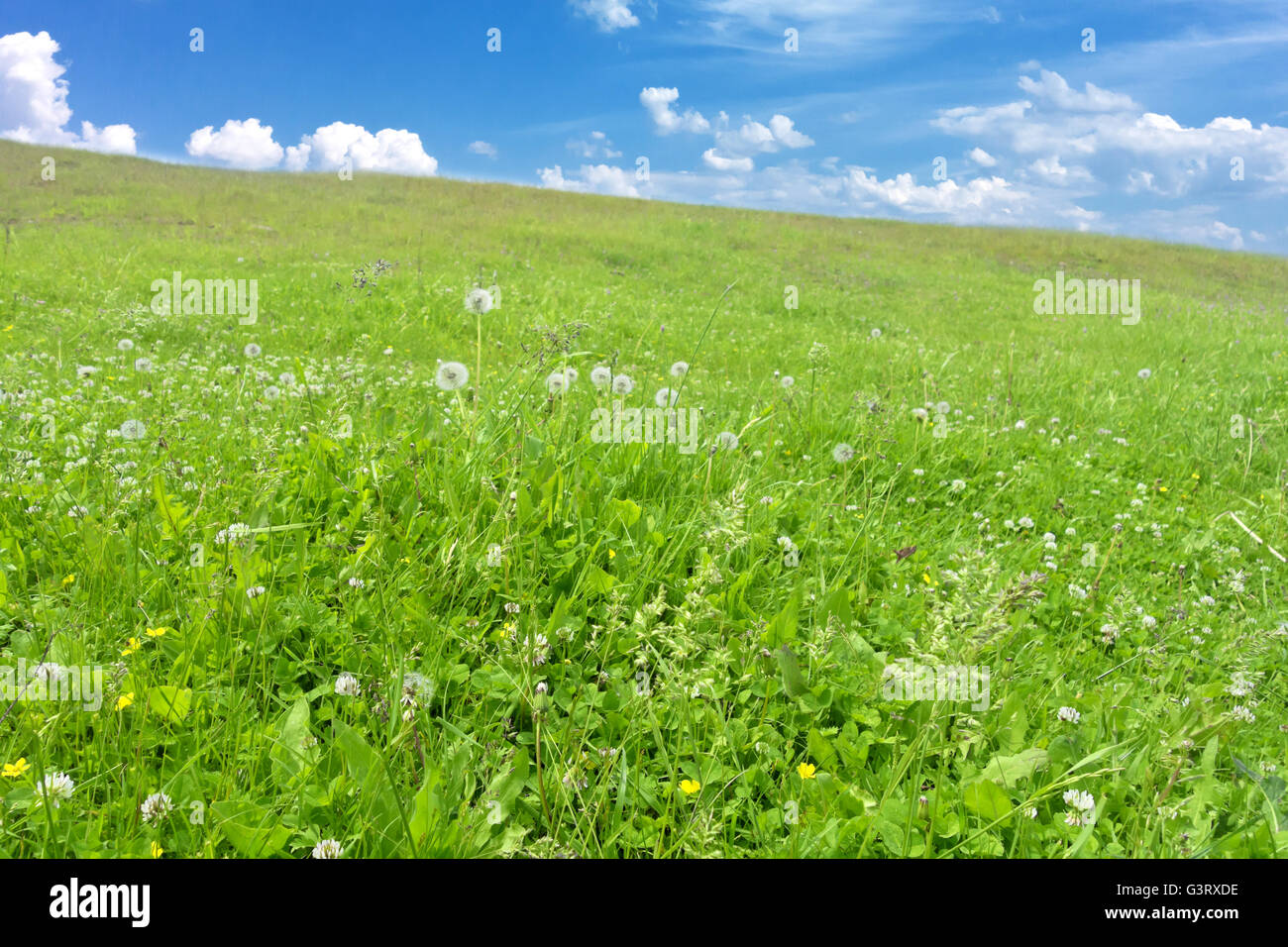 Blue sky with green grass hi-res stock photography and images - Alamy