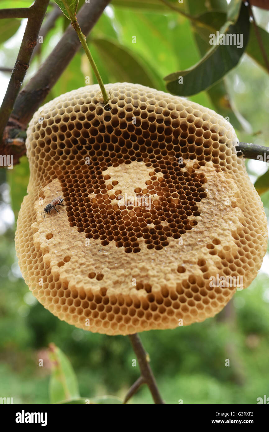 Honeycomb in the nature Stock Photo