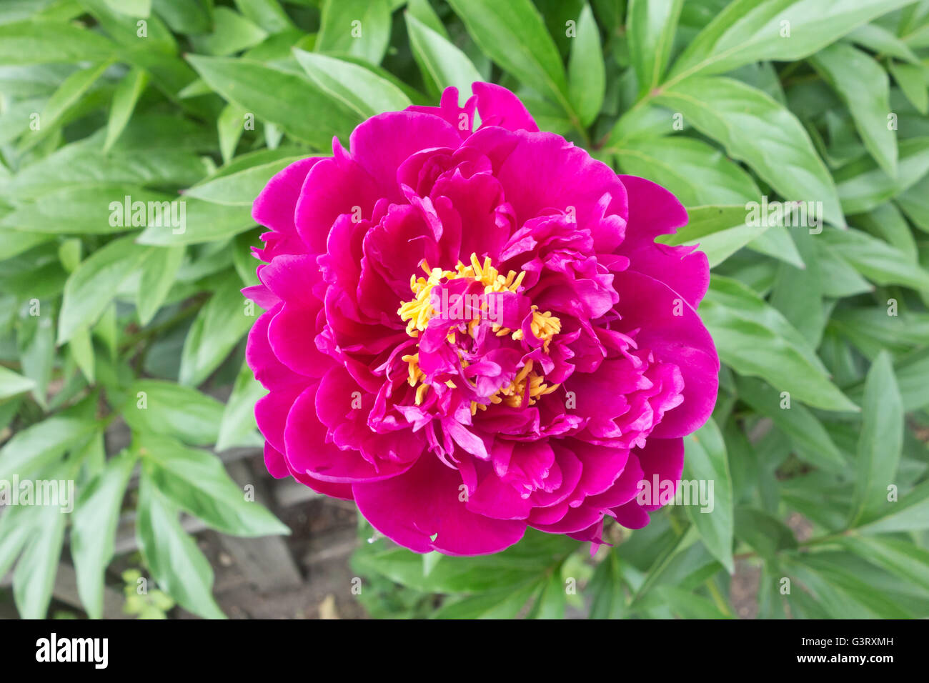 close up shot of red peony Stock Photo