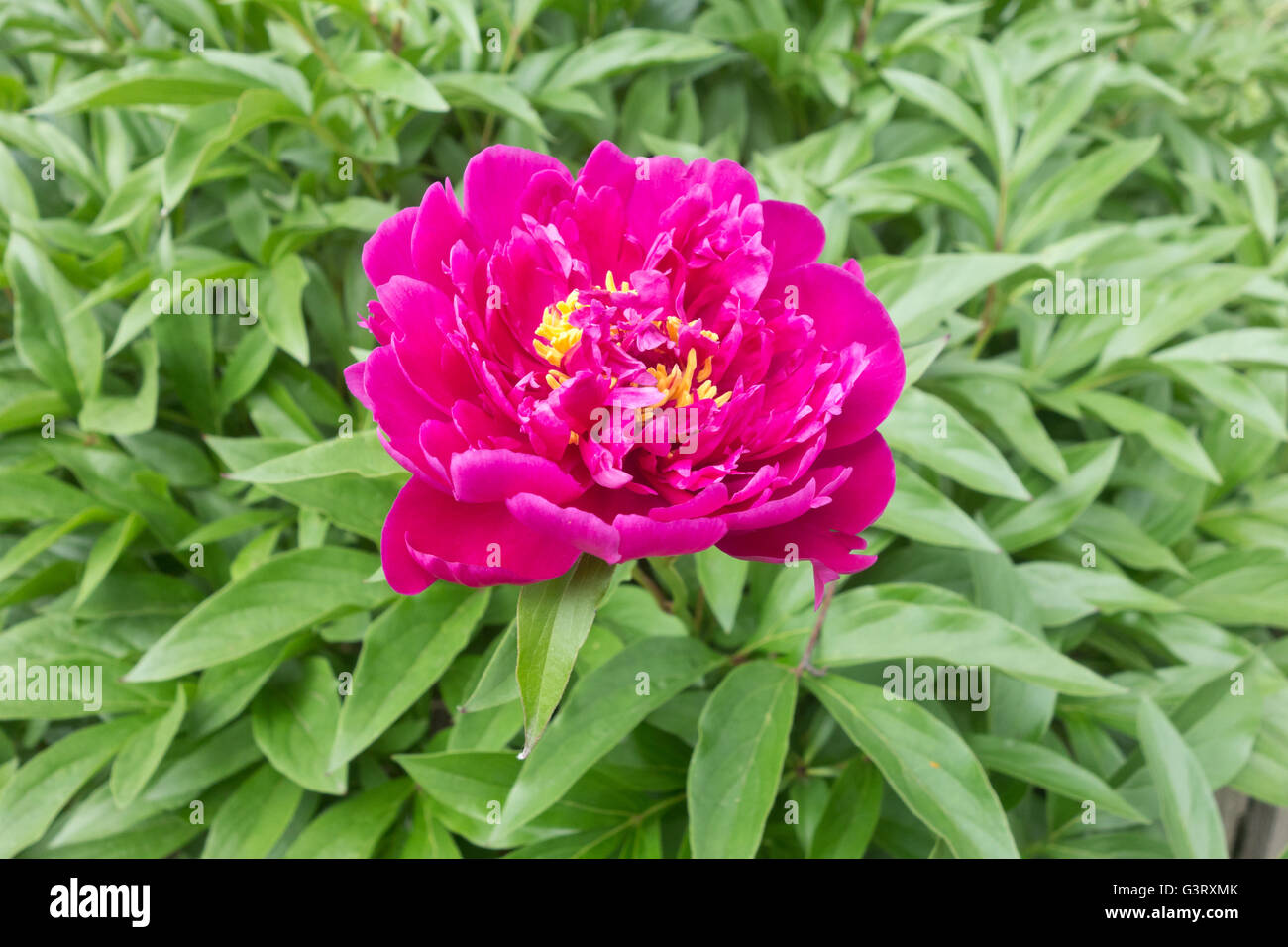 close up shot of red peony Stock Photo