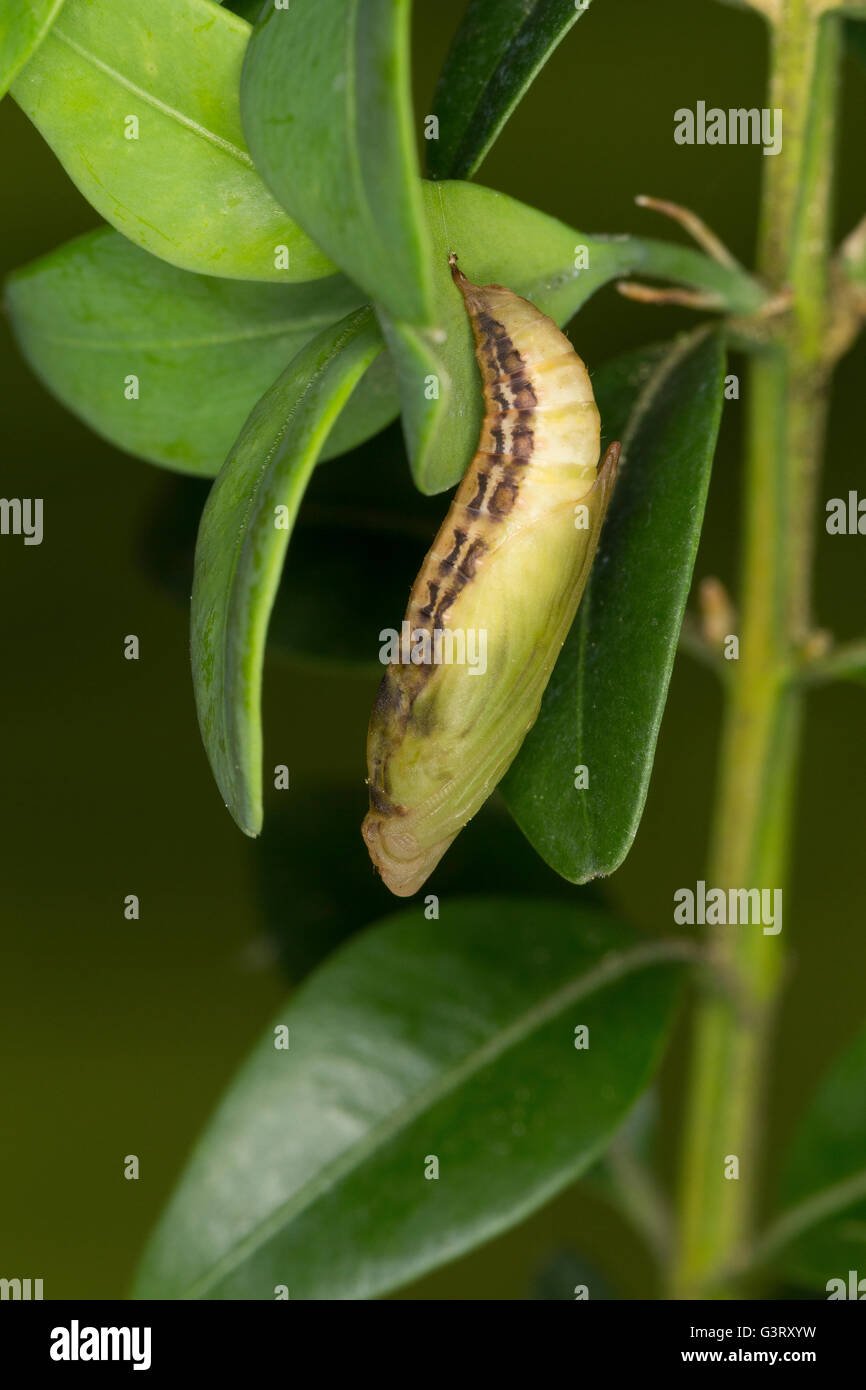 Buchsbaumzünsler, Buchsbaum-Zünsler, Puppe an Buchsbaum, Buchs, Cydalima perspectalis, box tree moth, pupa, pupae, box Stock Photo