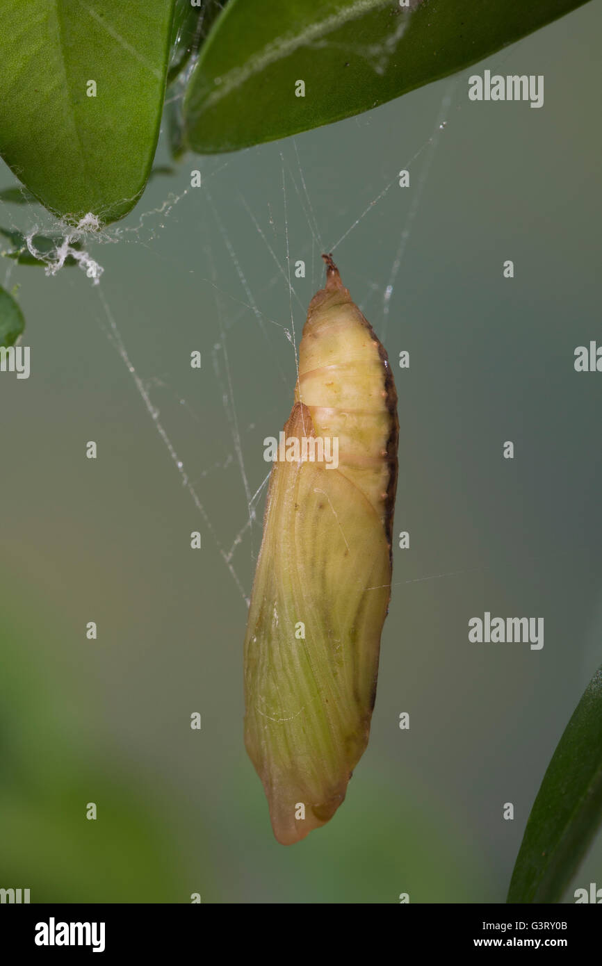 Buchsbaumzünsler, Buchsbaum-Zünsler, Puppe an Buchsbaum, Buchs, Cydalima  perspectalis, box tree moth, pupa, pupae, box Stock Photo - Alamy