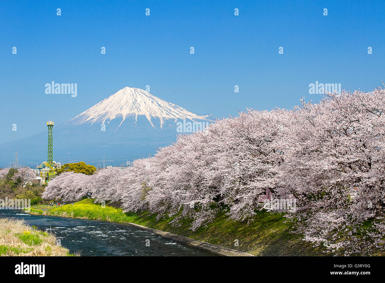Sakura blossoms and Mountain Fuji at the river in Japan spring season Stock Photo