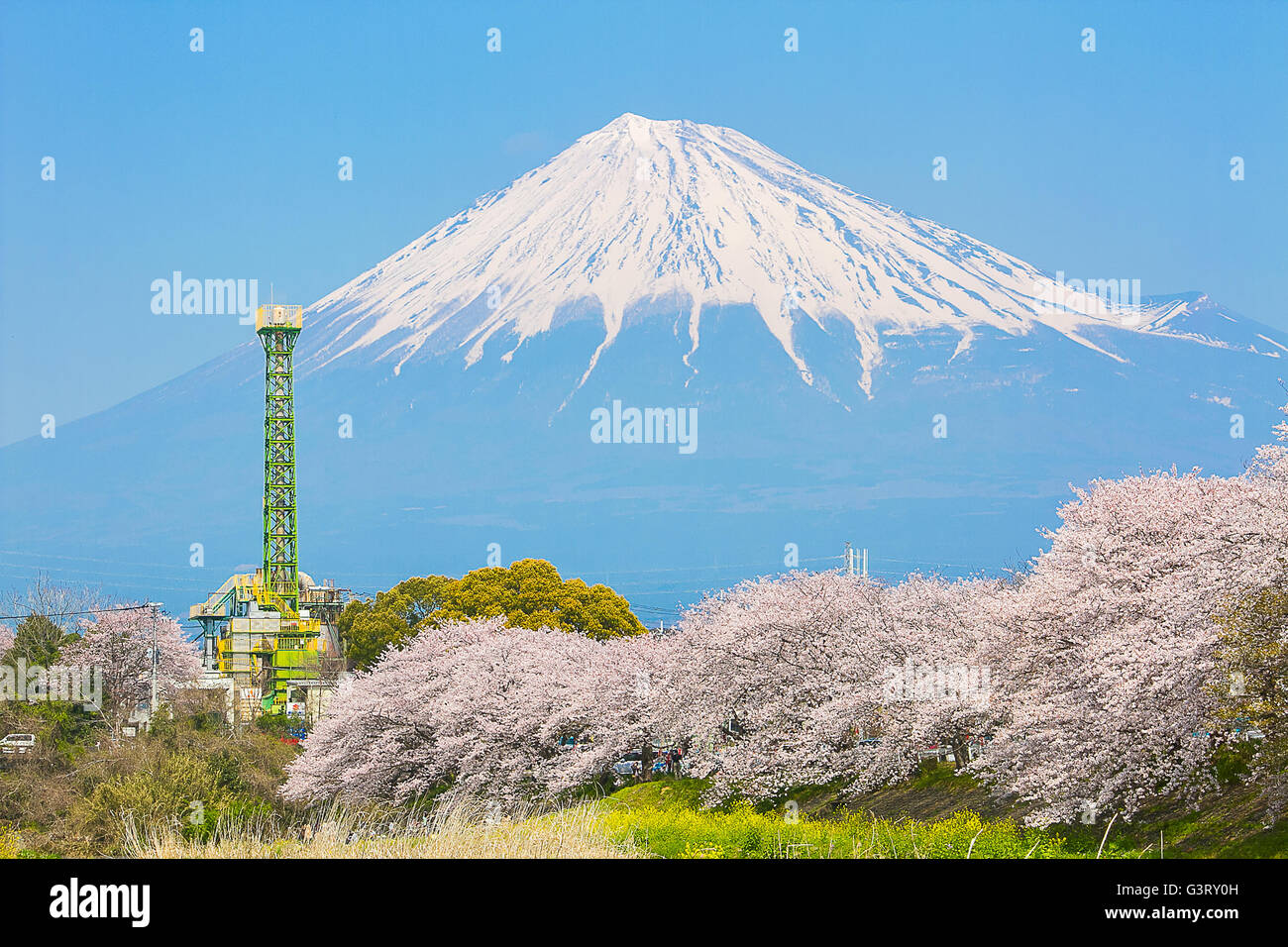 Sakura blossoms and Mountain Fuji in Japan spring season Stock Photo