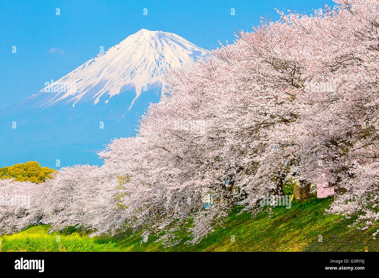 Sakura blossoms and Mountain Fuji at the river in Japan spring season Stock Photo