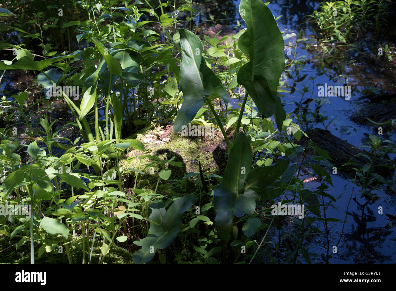 Landscape, Lake Plants, Greenery, Water, Streams Stock Photo