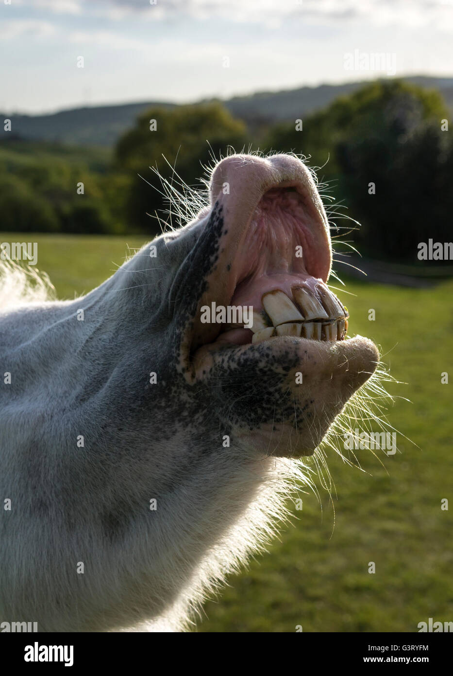 Cheeky little grey pony lifting her muzzle to reveal teeth. Stock Photo