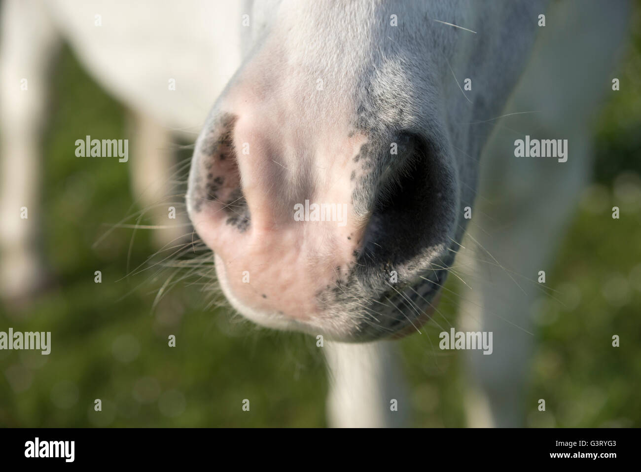 Close up of the soft muzzle of a little grey pony. Stock Photo