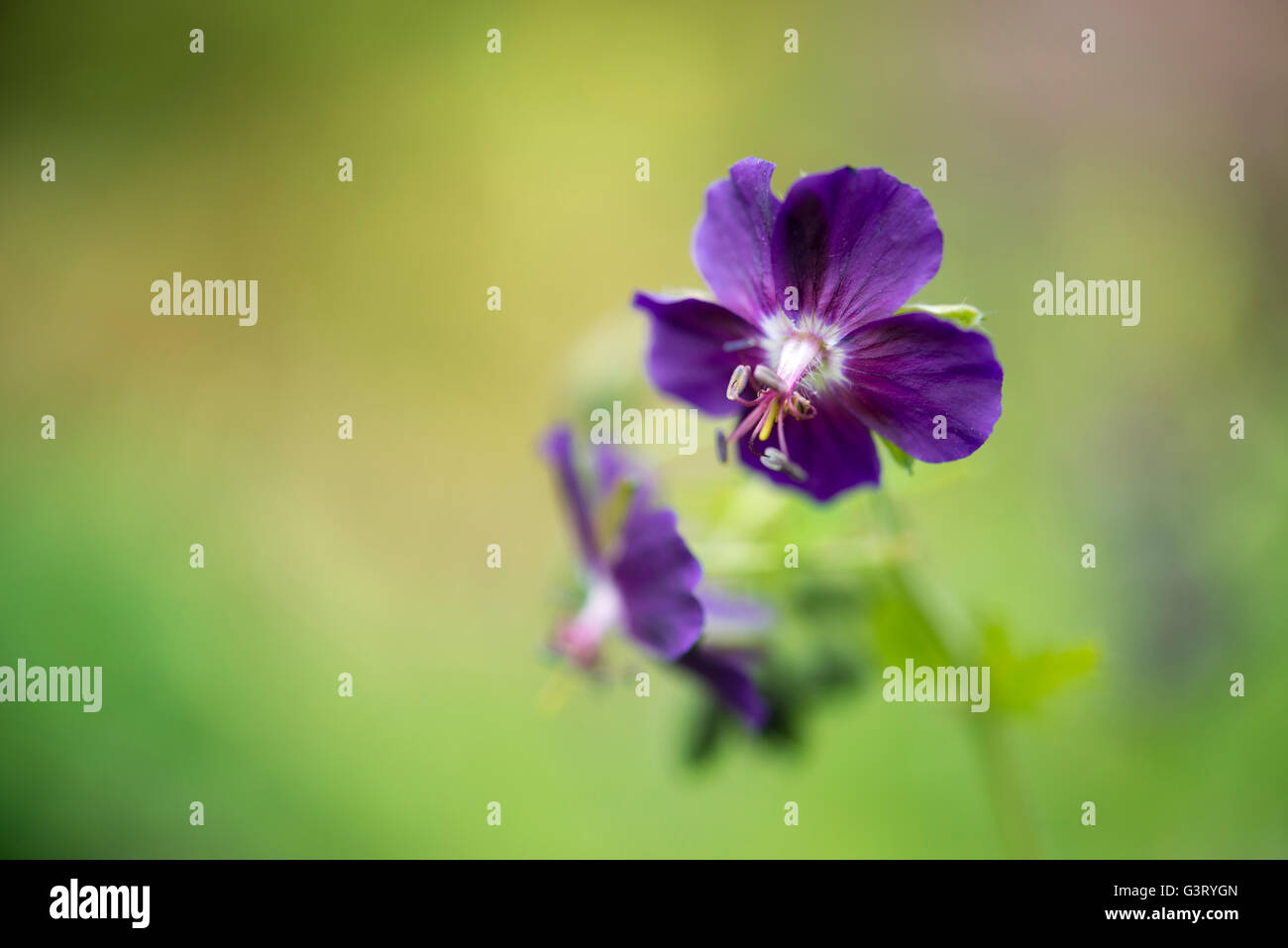 Close up of a Geranium Phaeum, flowering in late spring. Soft and blurry background. Stock Photo