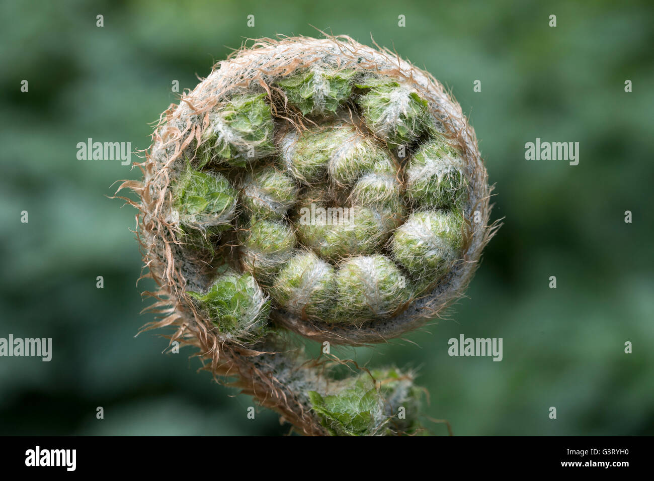 Unfurling fern frond seen in close up. Stock Photo