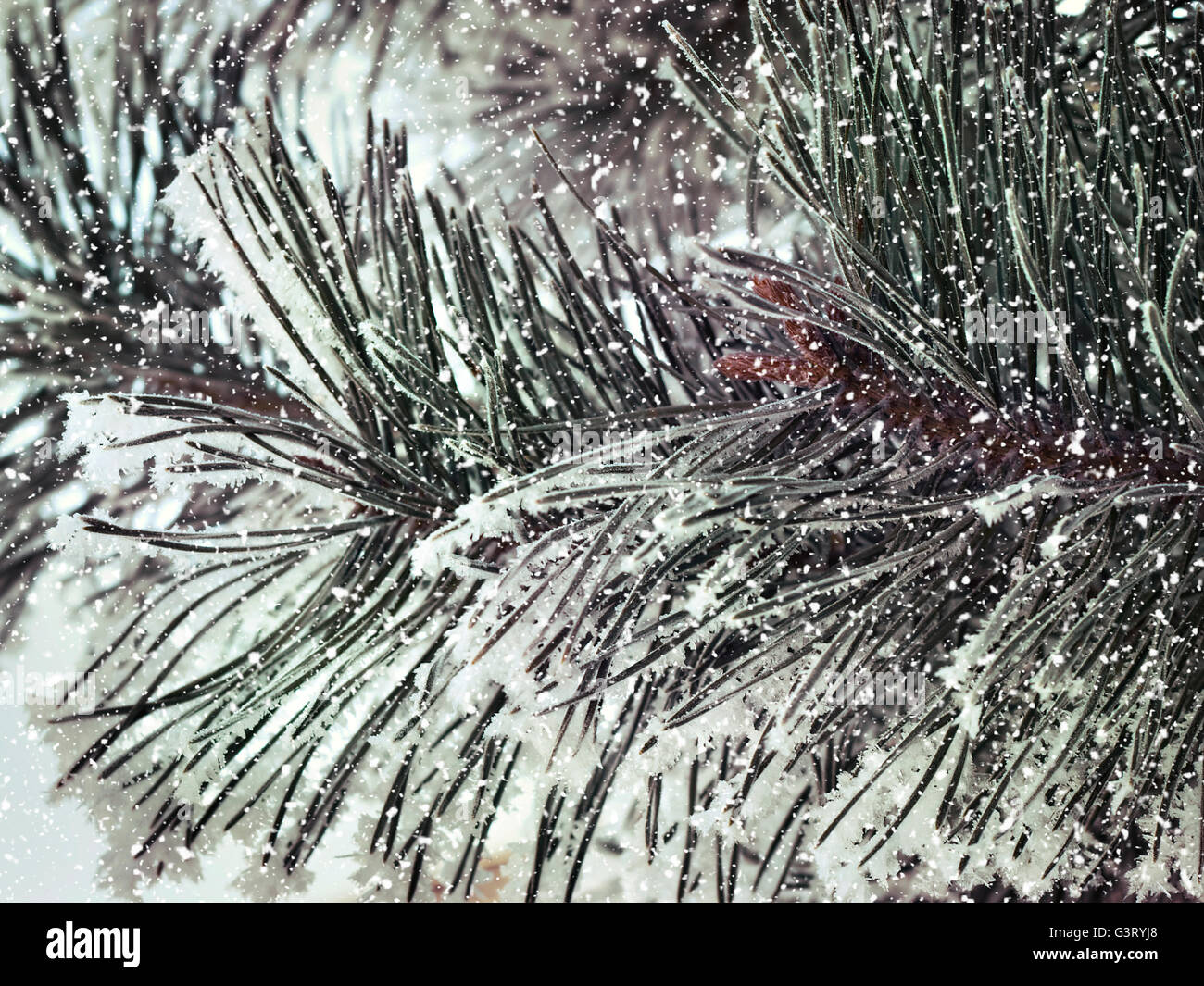 snowy pine branch close up Stock Photo - Alamy