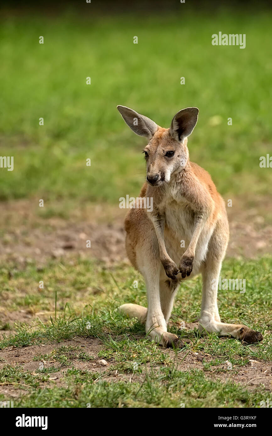 Kangaroo in the clearing Stock Photo