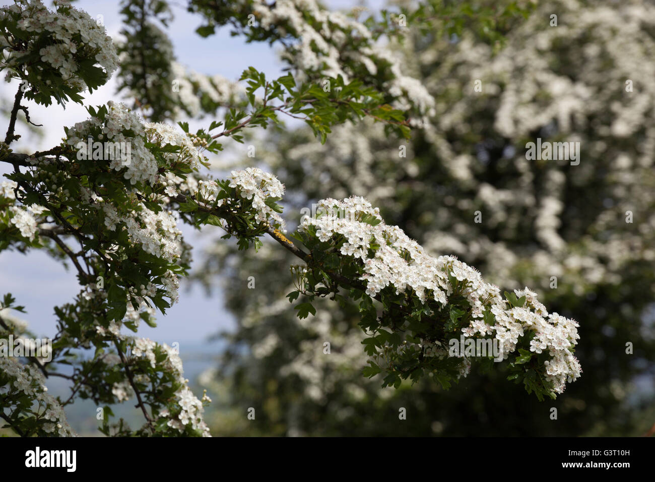 Hawthorn flowers, Gloucestershire, England, United Kingdom, Europe Stock Photo