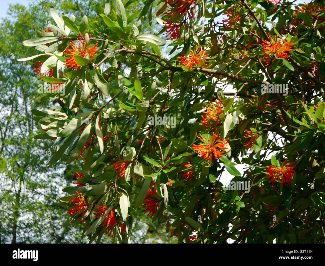 Chilean Fire Tree Embothrium coccineum 'Inca Flame' at the Himalayan Garden & Sculpture Park, North Yorkshire, England UK. Stock Photo