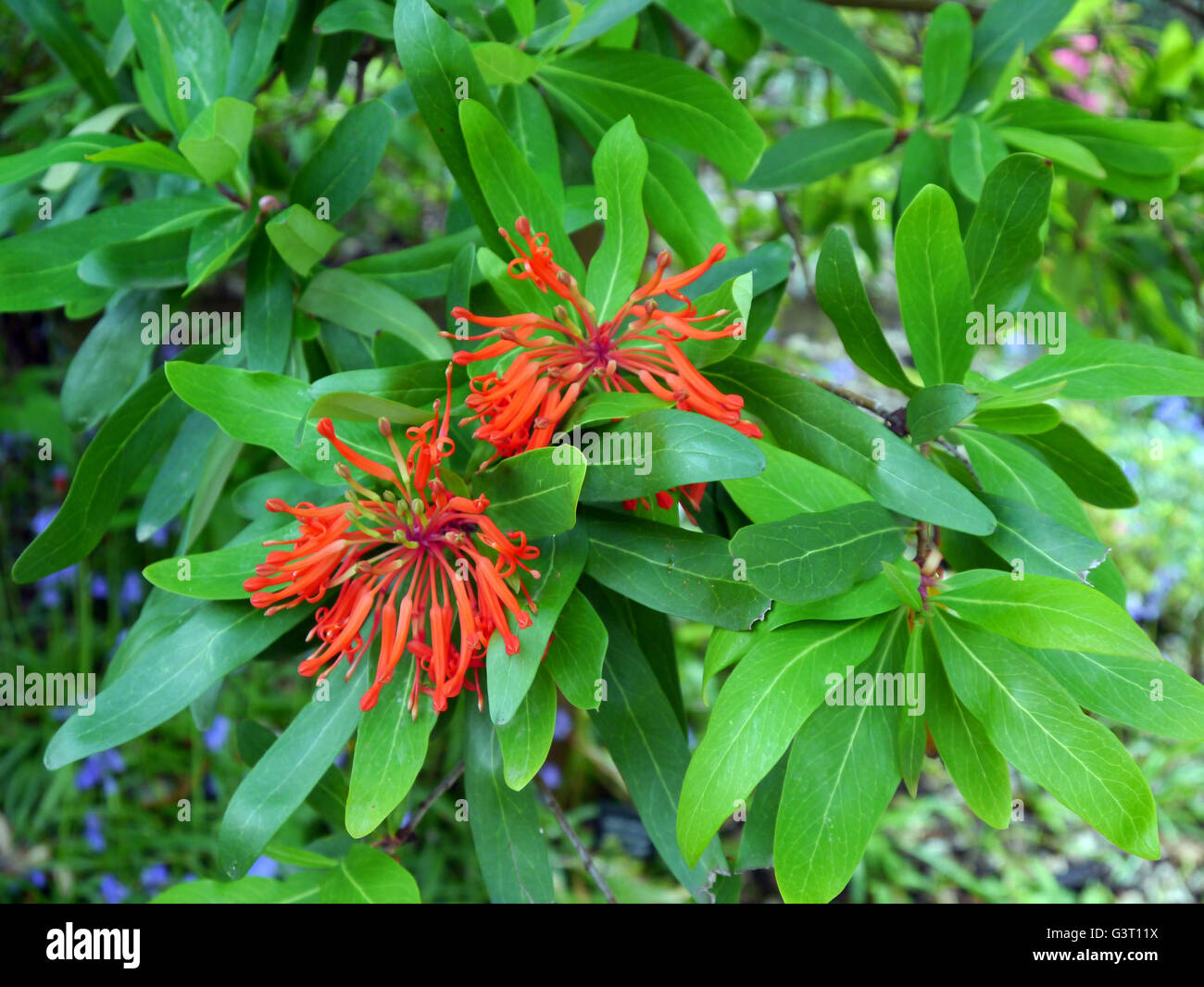 Chilean Fire Tree Embothrium coccineum 'Inca Flame' at the Himalayan Garden & Sculpture Park, North Yorkshire, England UK. Stock Photo