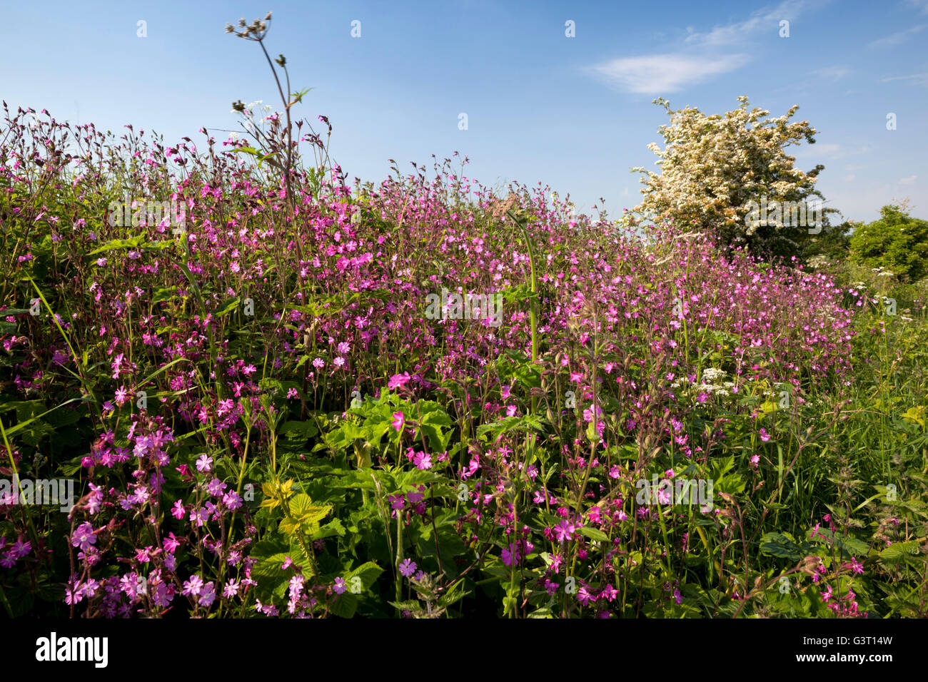 Hedgerow with Red Campion, Gloucestershire, England, United Kingdom, Europe Stock Photo