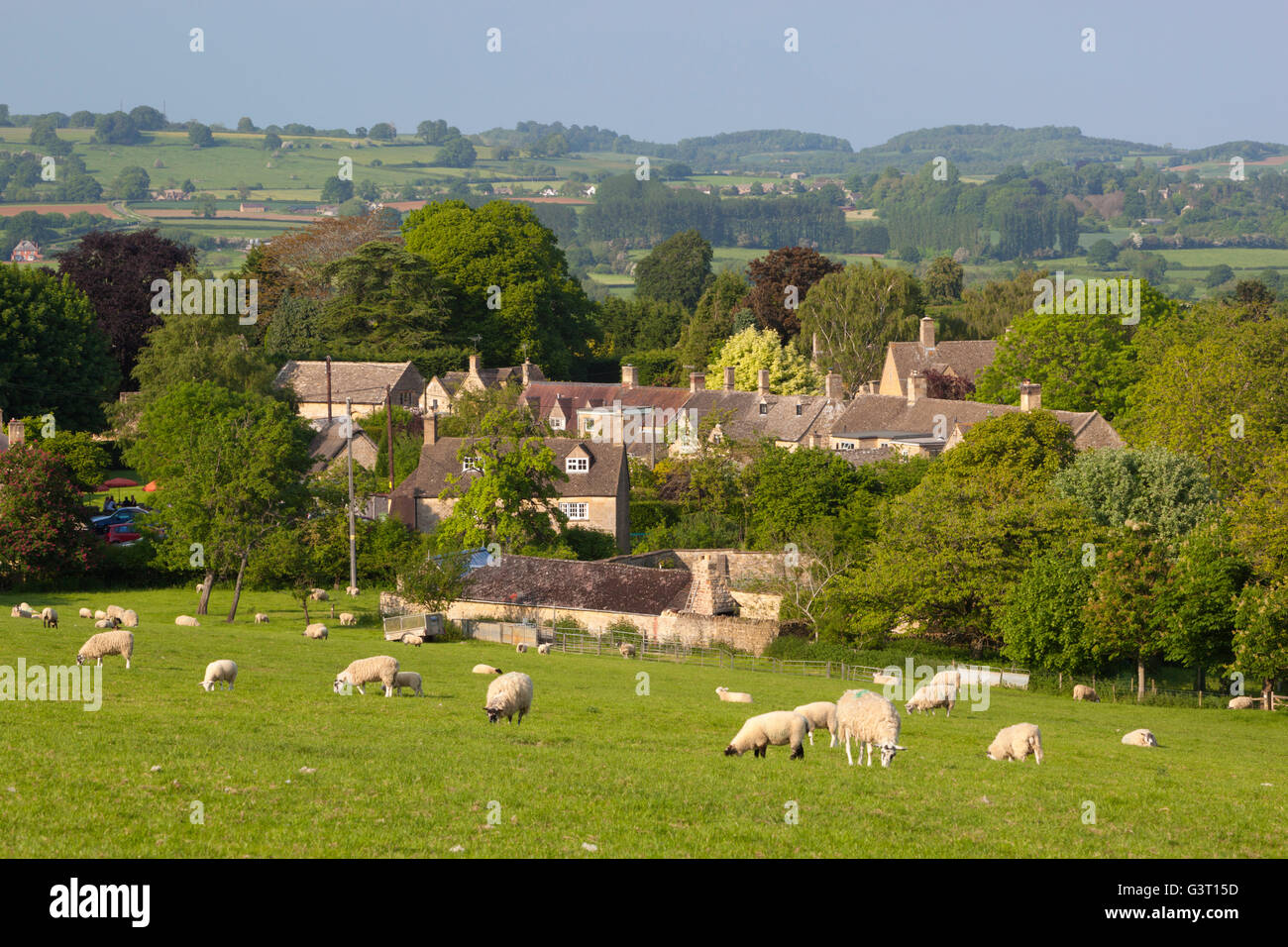 Grazing sheep with view over Cotswold village and landscape, Broad Campden, Cotswolds, Gloucestershire, England, United Kingdom Stock Photo