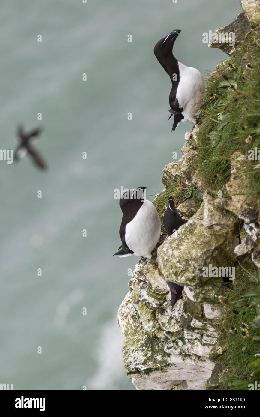 Three Adult Razorbills in summer plumage perched on Bempton Cliffs, sea ...