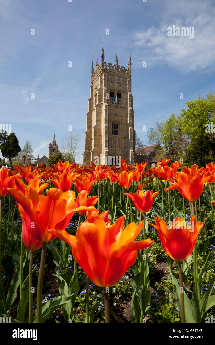 Bell Tower and Tulips in Abbey Park, Evesham, Worcestershire, England, United Kingdom, Europe Stock Photo