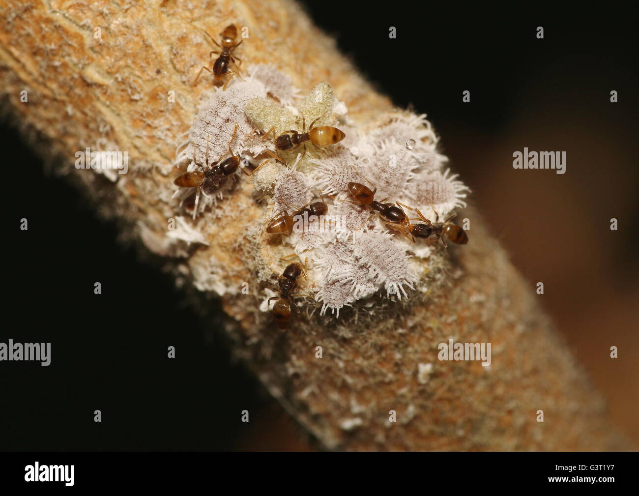 Mealybugs of Pseudococcidae famly, and predatory ants on an eggplant branch. Stock Photo