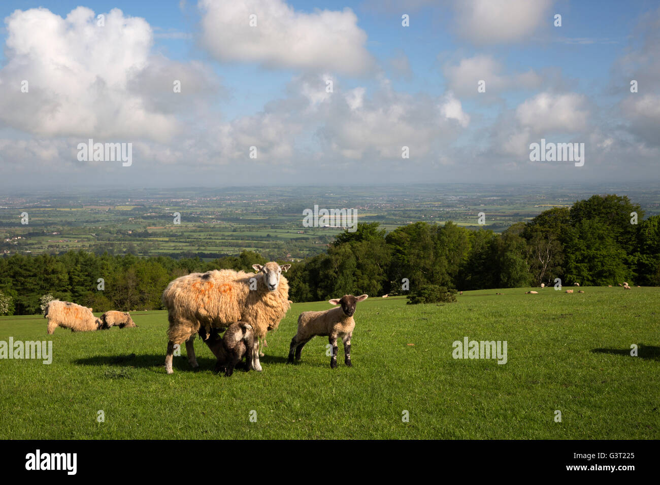 Ewe and lambs with view of Vale of Evesham from Broadway Tower, Broadway, Cotswolds, Worcestershire, England, United Kingdom Stock Photo