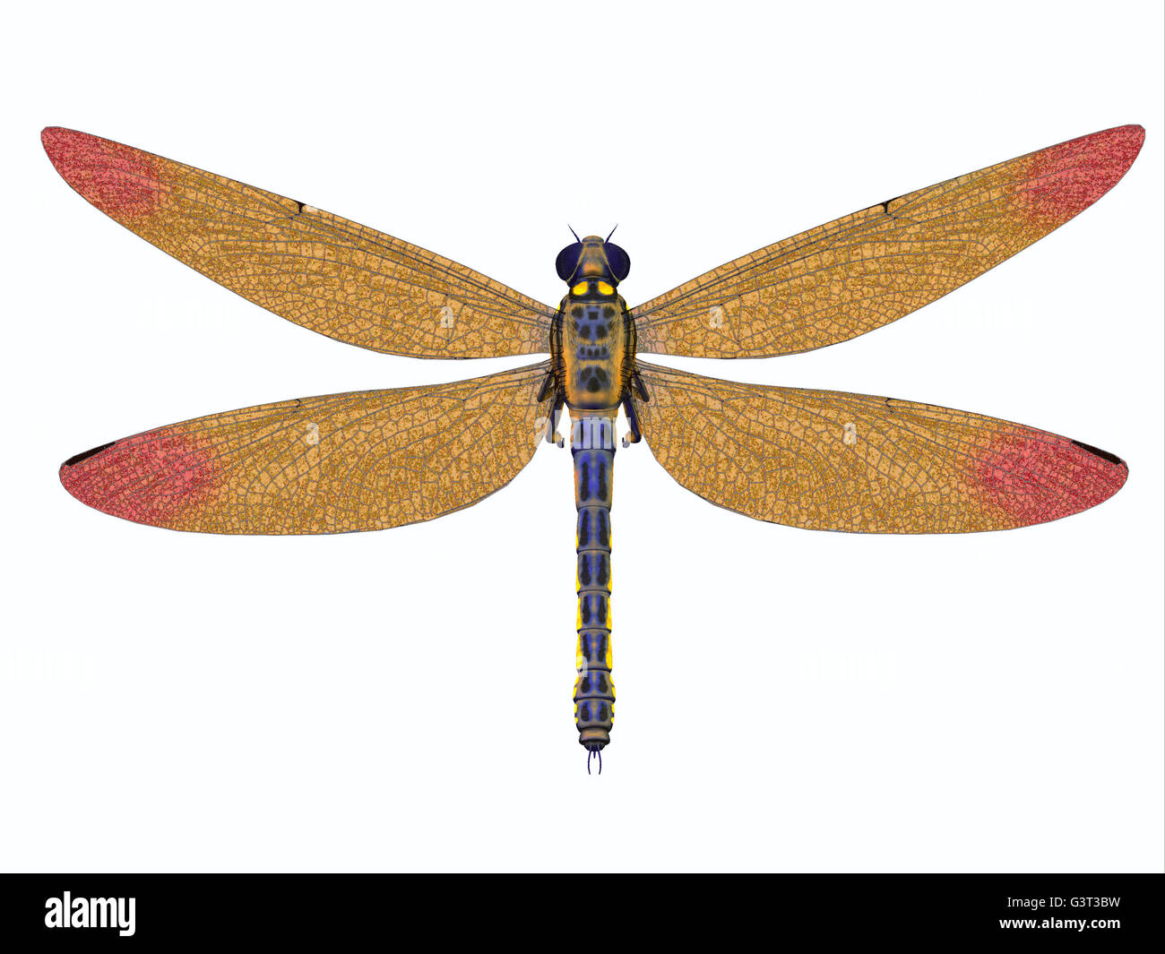 Meganeura was a large carnivorous dragonfly that lived in Europe during the Carboniferous Period. Stock Photo