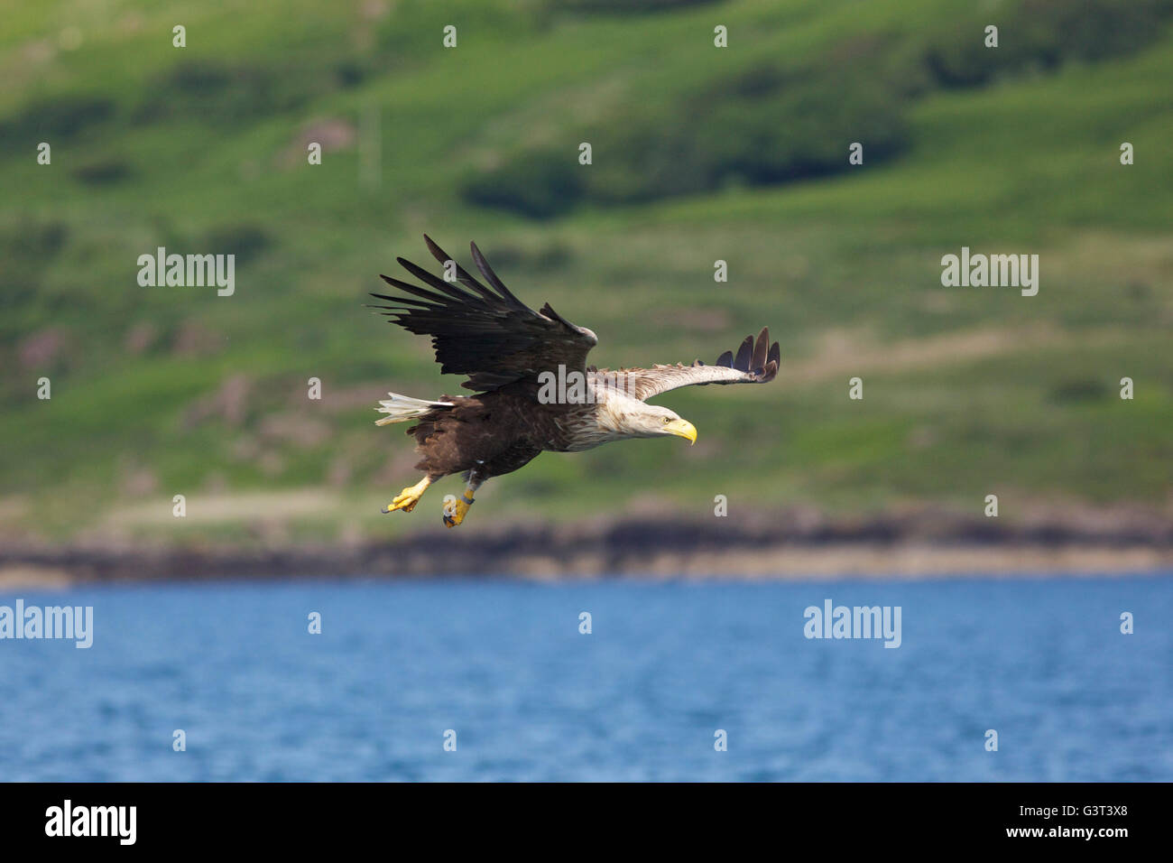Loch Na Keal, Isle of Mull, Scotland, UK. 14th June 2016: UK weather. As many parts of the country suffer rain storms, the west coast of Scotland bathes in temperatures into the high teens and glorious sunshine as a White tailed Sea Eagle (Haliaetus albicilla) takes a fish thrown from a boat. These birds were reintroduced into Scotland from Norway in the 1970's after being extinct since 1918. Credit:  Alan Payton/Alamy Live News Stock Photo