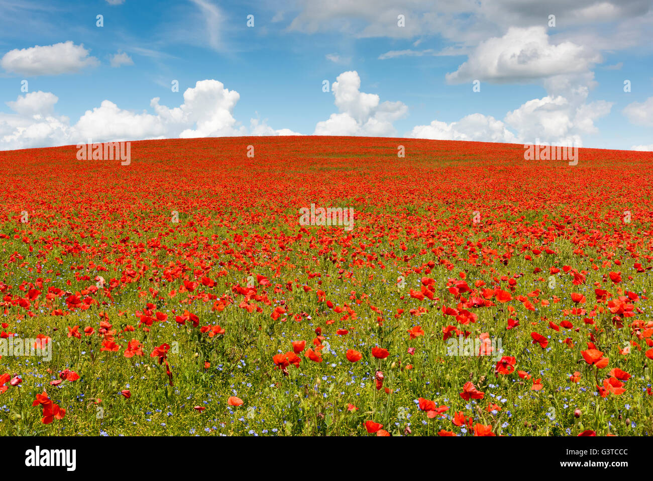 Royston, Hertfordshire, UK 15th June 2016. Red poppy flowers bloom in a