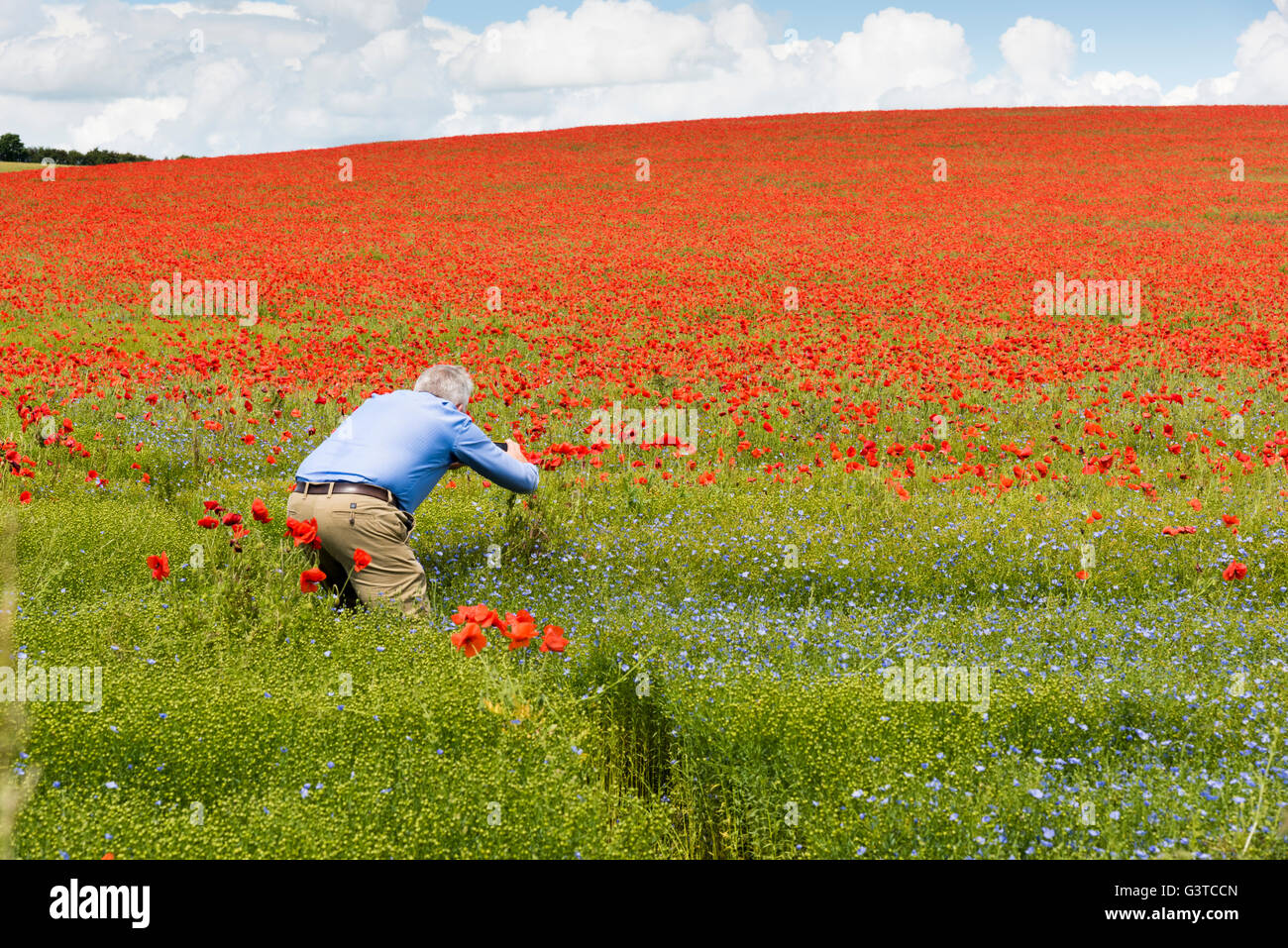 Royston, Hertfordshire, UK 15th June 2016. Red poppy flowers bloom in a