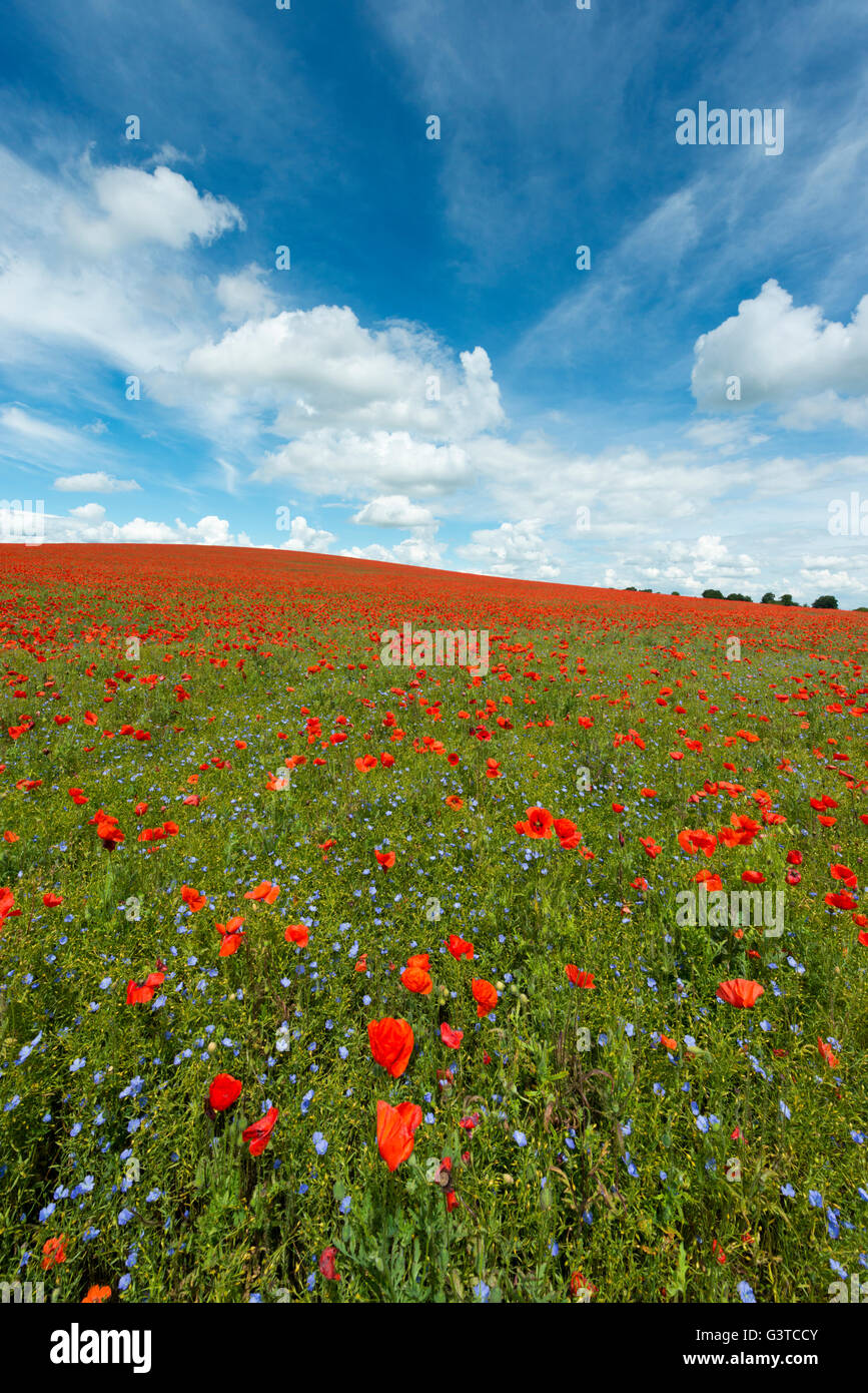 Royston, Hertfordshire, UK 15th June 2016. Red poppy flowers bloom in a field of blue Linseed near Royston, Hertfordshire UK. The spectacular and colourful display of flowers on the rolling chalk hills of the area was set against a background of cumulus clouds and blue sky. A low pressure system over much of the UK is causing a mix of sunshine and showers and similar weather is forecast for the next few days. Credit: Julian Eales/Alamy Live news Stock Photo