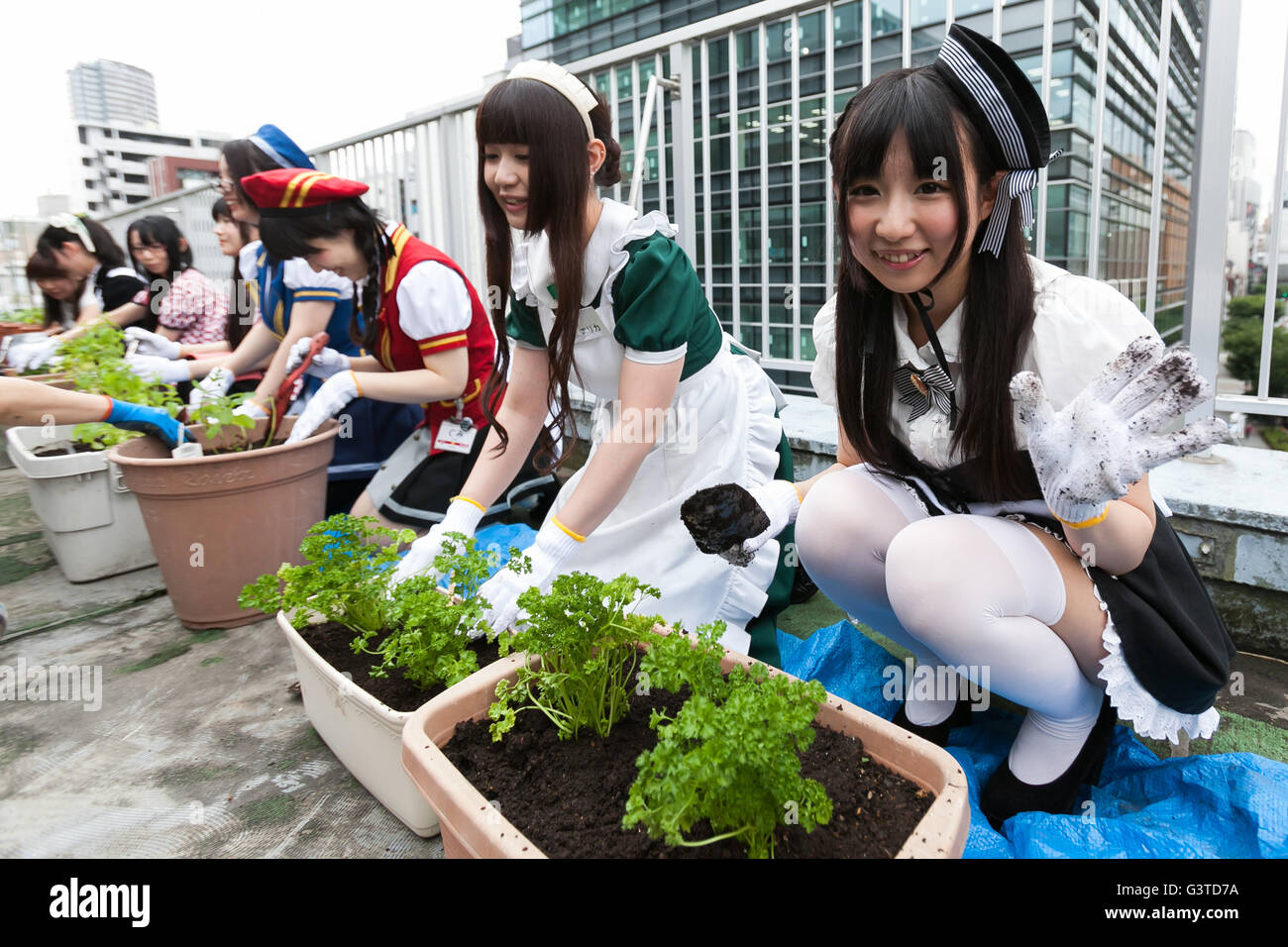 Akihabara maids plant vegetables on a rooftop garden at the Japan Agricultural Newspaper building in Akihabara on June 15, 2016, Tokyo, Japan. The annual event organised by NPO group Licolita sees maids and volunteers from local cafes and stores joining the Akihabara Vegetable Garden Project. This year 7 Akihabara maids planted habanero, peppermint, bhut jolokia and coriander. © Rodrigo Reyes Marin/AFLO/Alamy Live News Stock Photo
