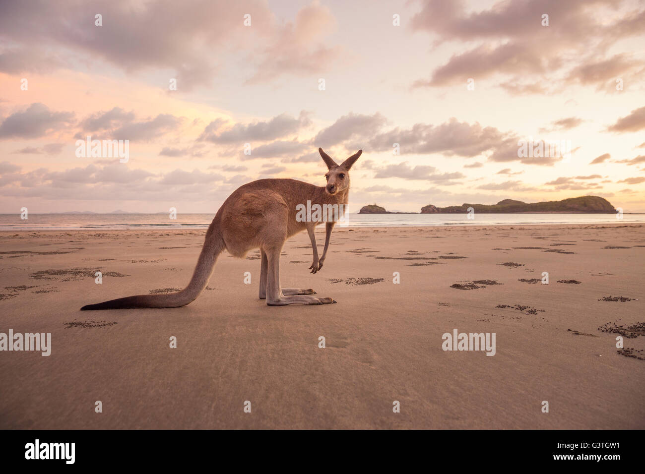 Australia, Queensland, Cape Hillsbourgh, Kangaroo (Macropus) on beach at sunset Stock Photo