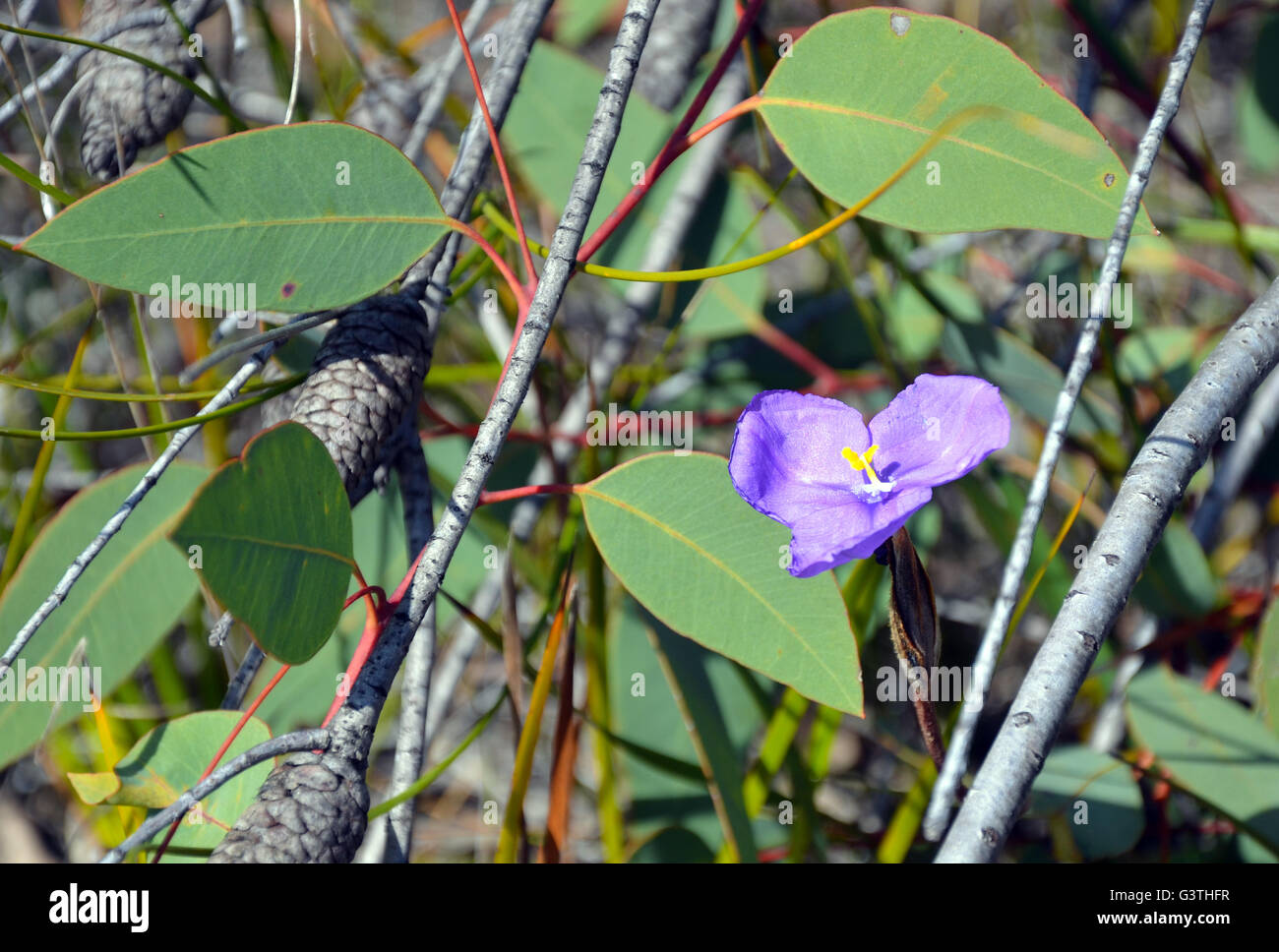 Australian native wildflower, the leafy purple flag iris (Patersonia glabrata), amongst eucalyptus and conesticks in the bush Stock Photo
