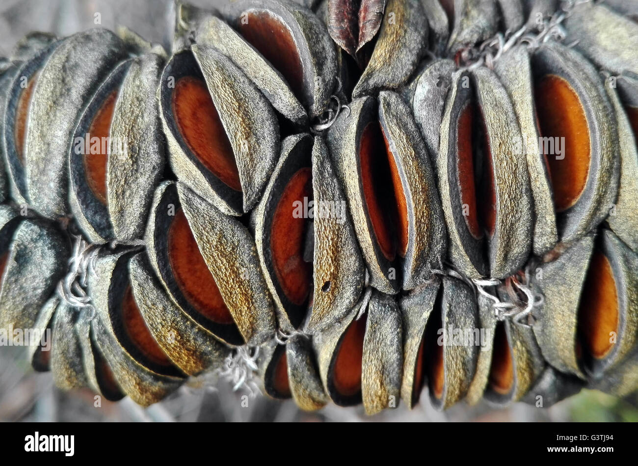 Close-up of an Australian Old Man Banksia (Banksia serrata) cone with open seed pods.Seed pods opened by bushfire. Stock Photo