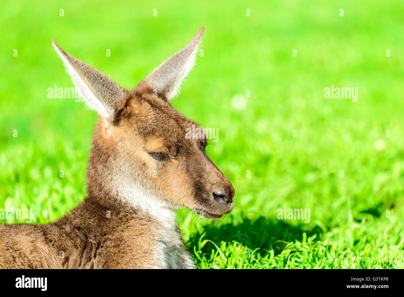 Lazy australian kangaroo having a rest on the ground Stock Photo