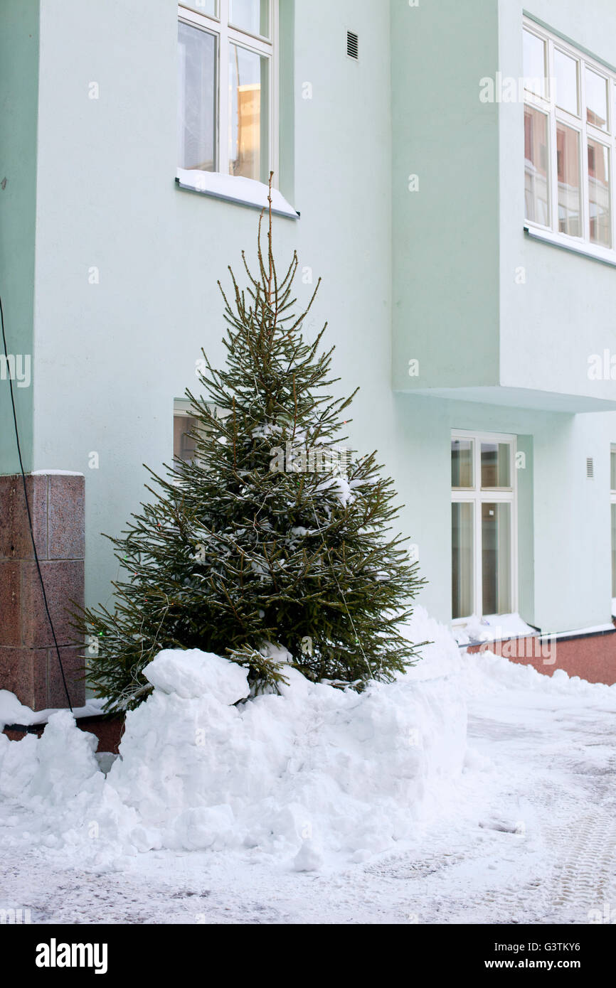 Finland, Helsinki, Christmas tree in snow by apartment building Stock Photo