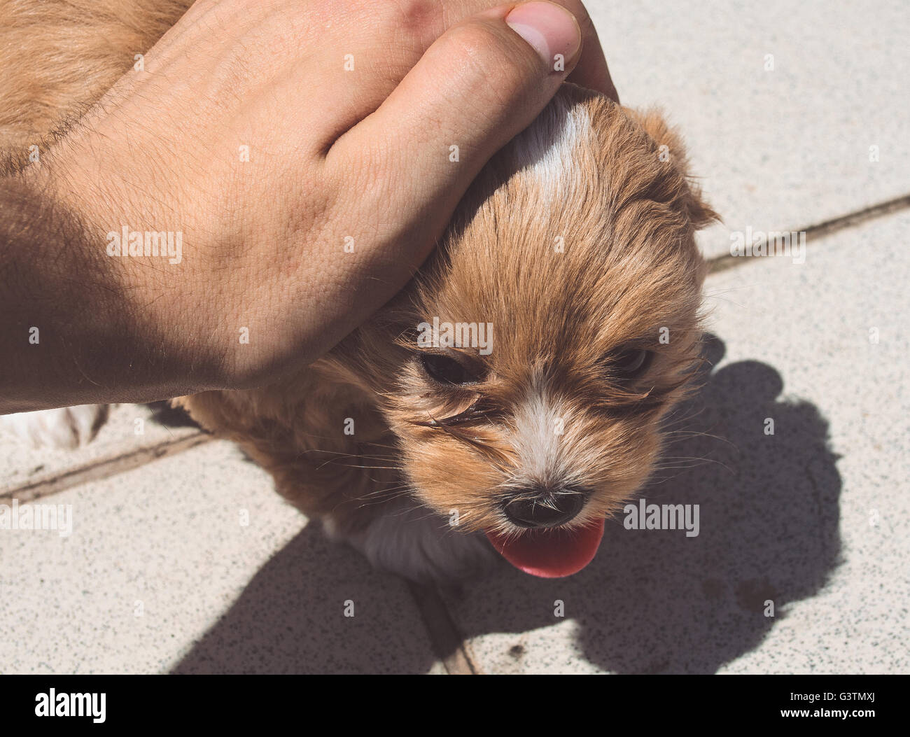 8 week cheap old havanese