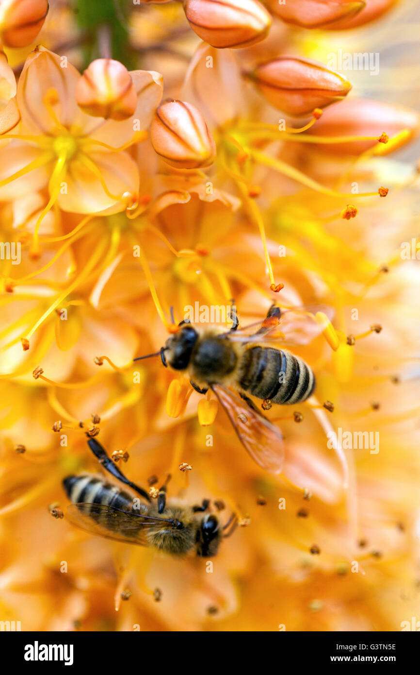 Honey Bee on Eremurus isabellinus Cleopatra Foxtail Lily, Desert candle, decorative plant bee-friendly plants Stock Photo